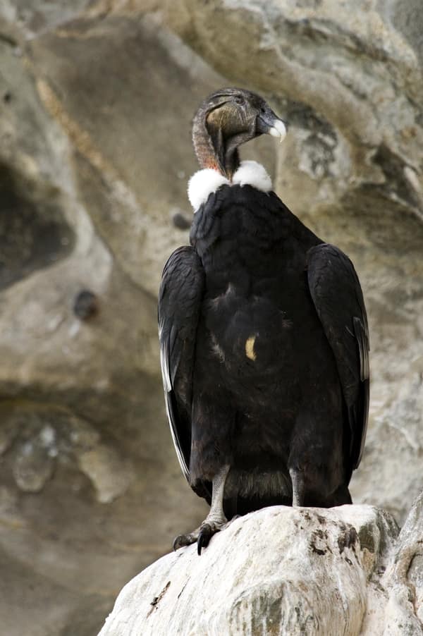 An adult male Andean Condor perched on the cliff