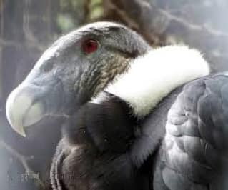 Close-up of an Andean Condor's head and white collar