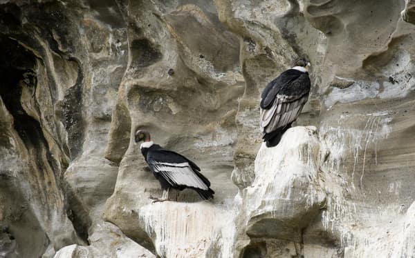 Two Andean Condors perched on the eroded cliff face