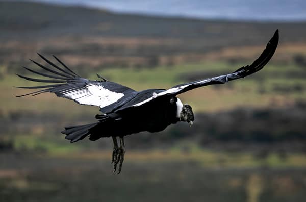 A male Andean Condor in flight above the green steppe