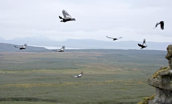 A flock of Andean Condors in flight over the steppe