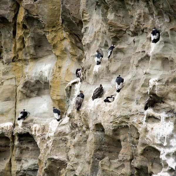 Andean Condors roosting on the eroded cliff face