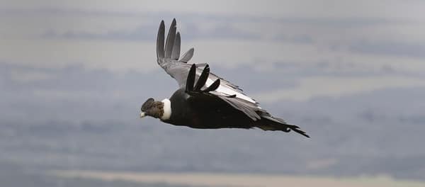 An Andean Condor gliding above the landscape