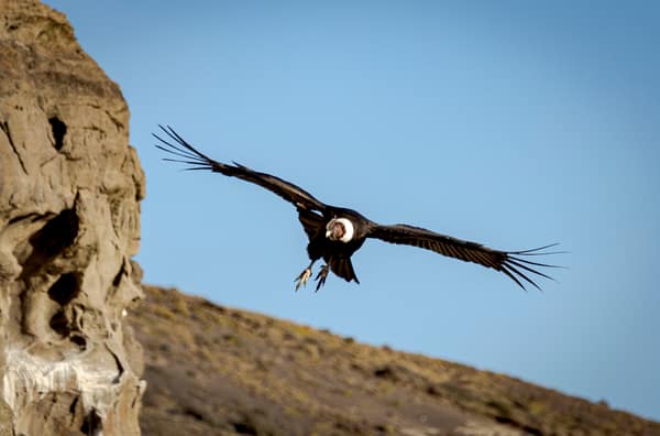 An Andean Condor approaching the cliff with wings spread