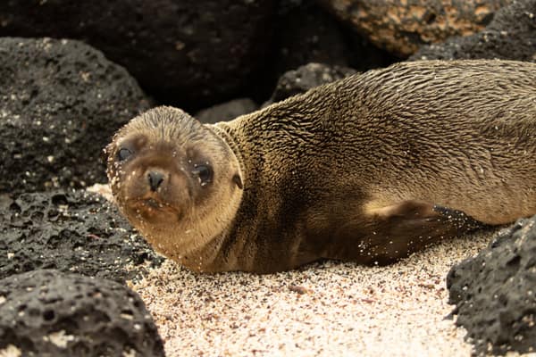 A Galápagos sea lion resting on the sand