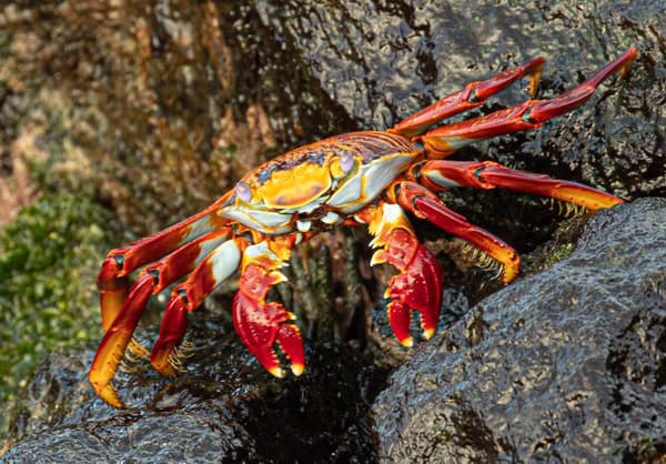 A Sally Lightfoot Crab on a lava rock