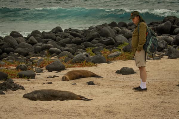 A visitor watching Galápagos sea lions on the beach