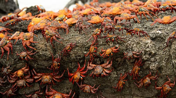 Sally Lightfoot Crabs covering a lava rock