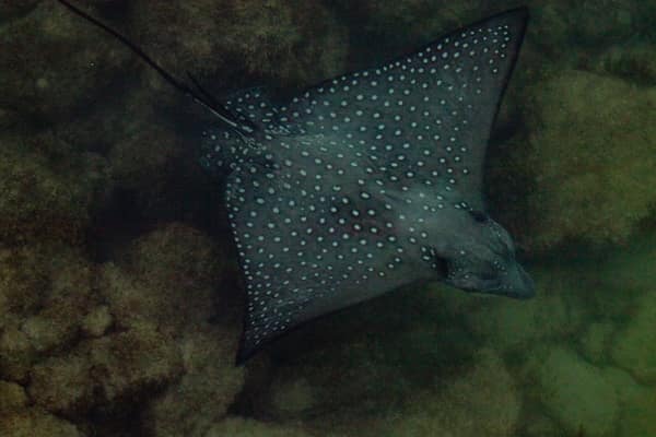 A spotted eagle ray gliding through clear water
