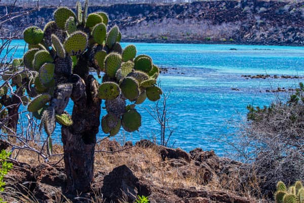 Prickly pear cactus on lava above a turquoise bay