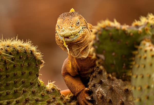 A Galápagos land iguana among prickly pear cactus