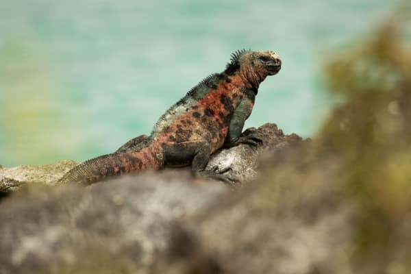 A marine iguana basking on the rocks