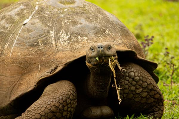 A Galápagos giant tortoise, close up