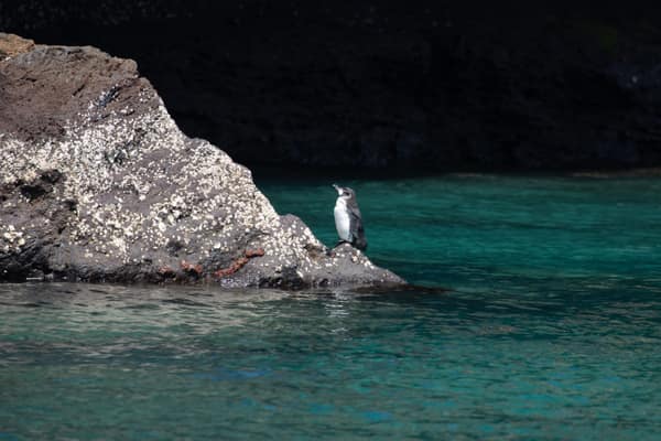 A Galápagos penguin on a rock above clear turquoise water
