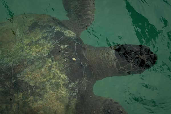 A green sea turtle swimming below the surface