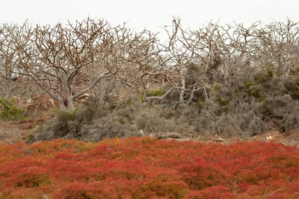 Red sesuvium and scrub on a Galápagos island