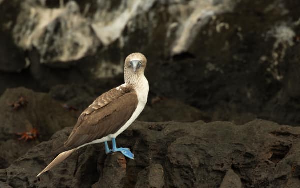 A Blue-footed Booby on the rocks