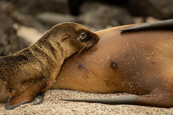 A Galápagos sea lion resting on the sand