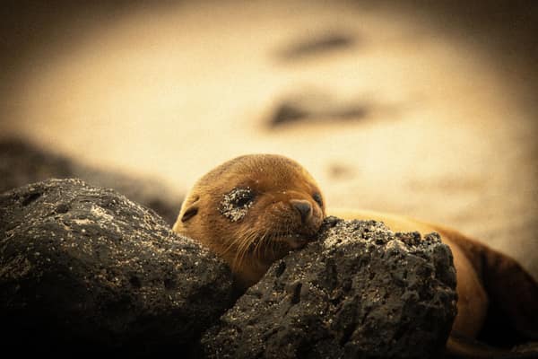 A Galápagos sea lion pup on the beach