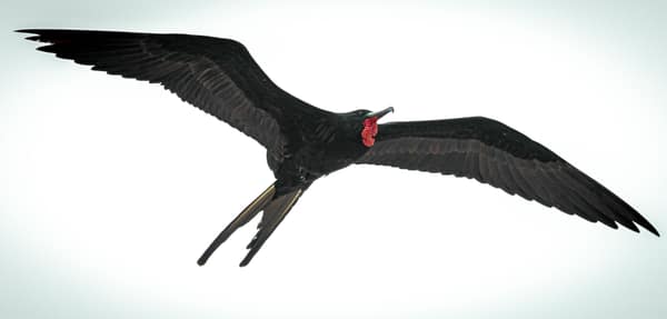 A Great Frigatebird in flight