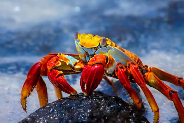 A Sally Lightfoot Crab on a lava rock by the sea