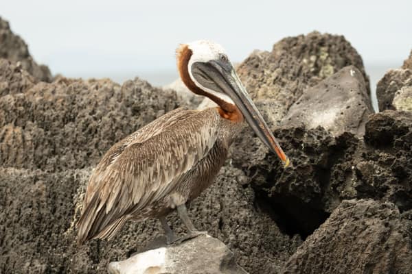 Brown Pelicans on the coastal rocks