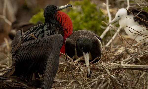 A Great Frigatebird with its chick at the nest