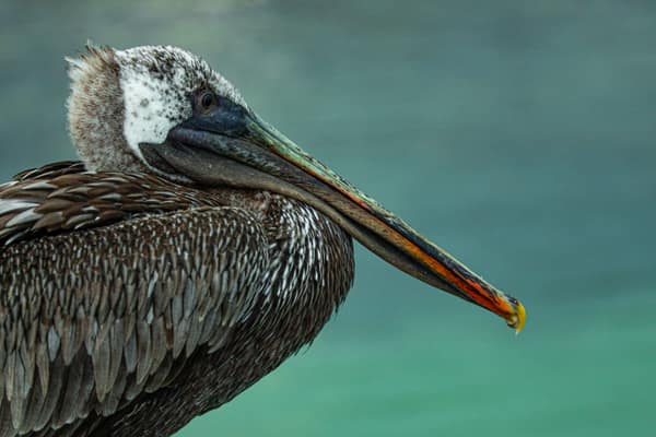A Brown Pelican, close up