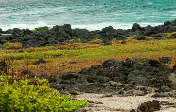 A Galápagos island coastline