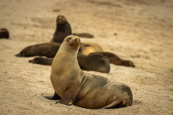 Galápagos sea lions on the beach