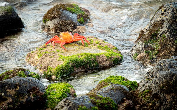 Sally Lightfoot Crabs on mossy tidal rocks