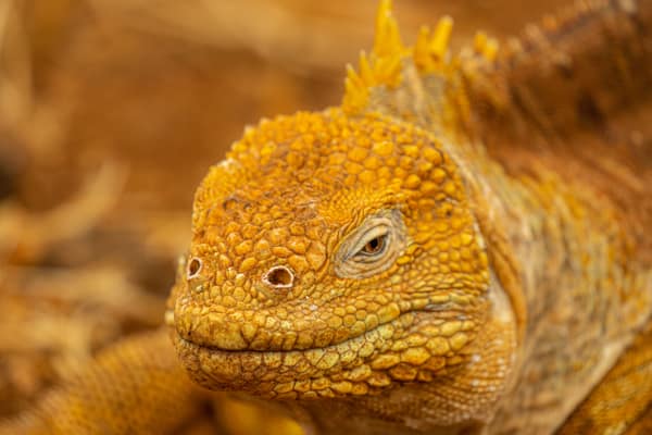 A Galápagos land iguana, close up
