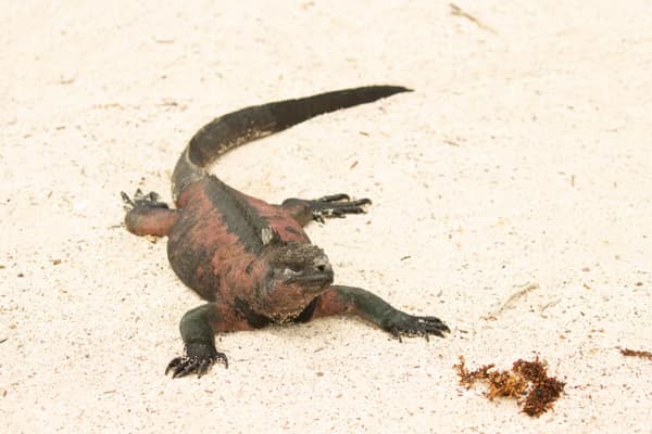 A marine iguana on the sand