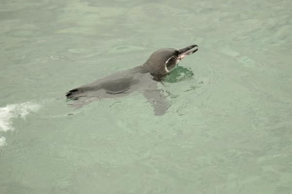 A Galápagos penguin swimming in the shallows
