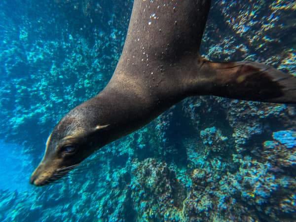 A Galápagos sea lion swimming underwater
