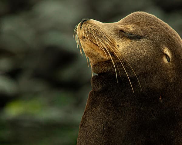 A Galápagos sea lion resting, close up