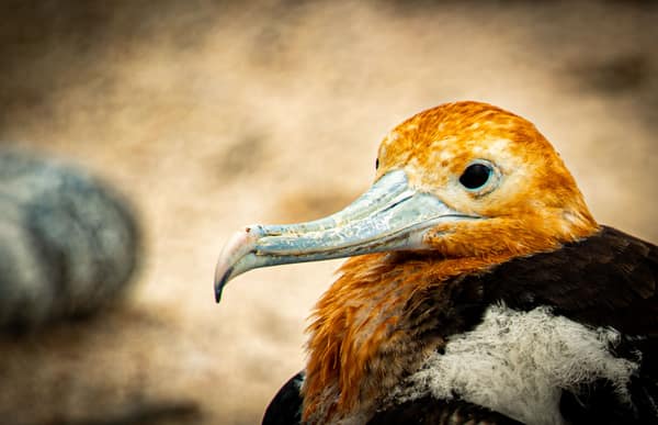 A juvenile Great Frigatebird, close up