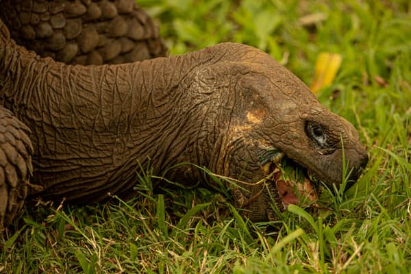 A Galápagos giant tortoise feeding on grass