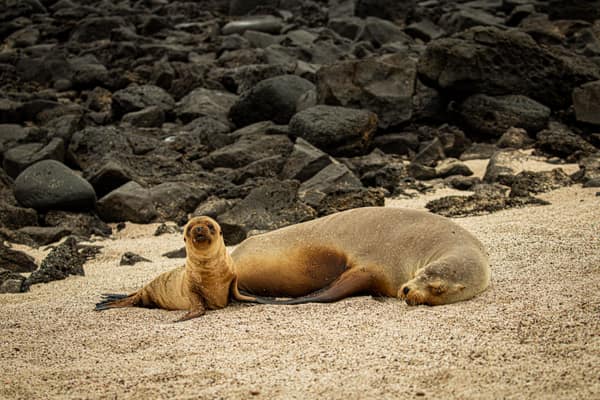 A Galápagos sea lion pup on the beach