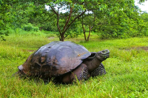 A Galápagos giant tortoise in the highland grass