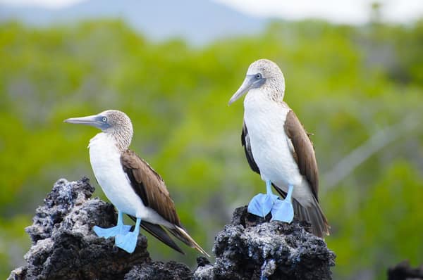 A pair of Blue-footed Boobies