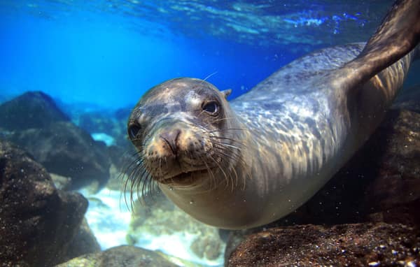 A Galápagos sea lion swimming underwater