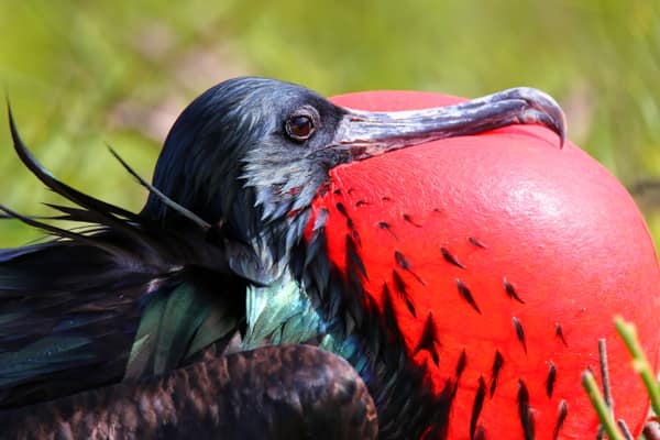 A male Great Frigatebird displaying its red throat pouch