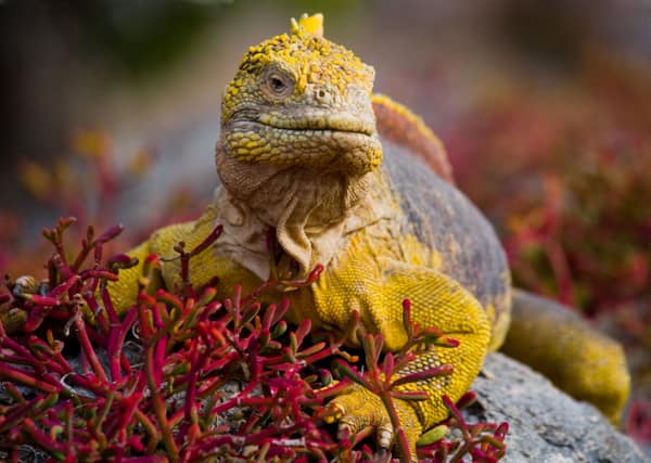 A Galápagos land iguana among red sesuvium