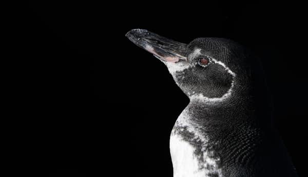 A Galápagos penguin, close up