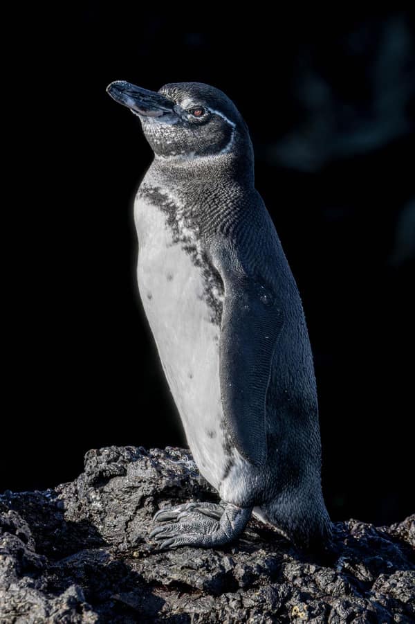 A Galápagos penguin standing on a lava rock