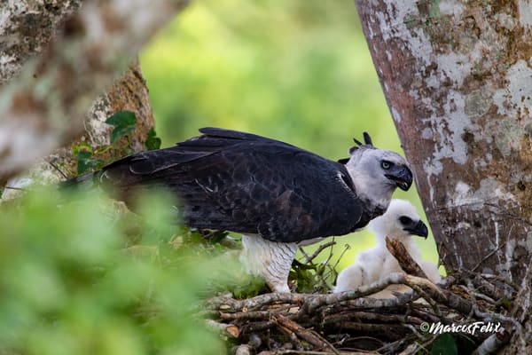 Harpy Eagle perched beside its chick at the nest tree