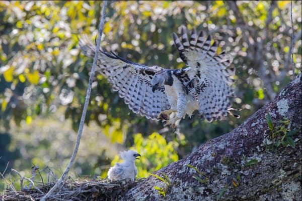 Harpy Eagle landing at the nest with wings spread above its chick