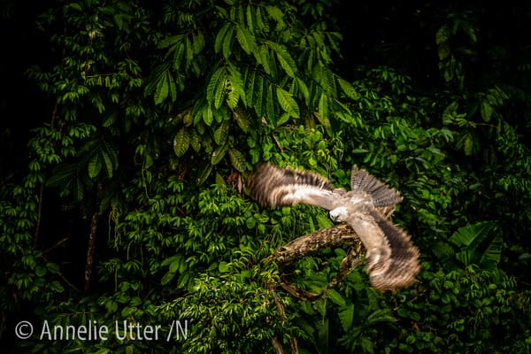 Harpy Eagle flying through the dense Amazon rainforest