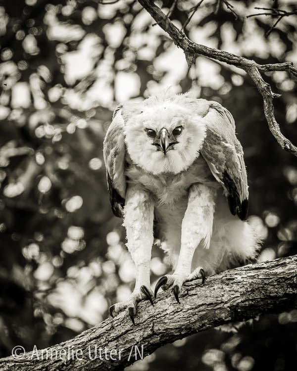 Harpy Eagle perched on a branch